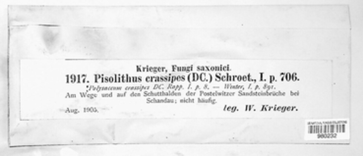 Pisolithus arhizus image